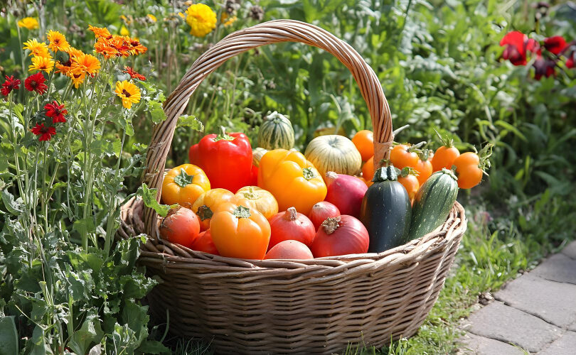 Preserving Summer’s Bounty: Home Canning Techniques